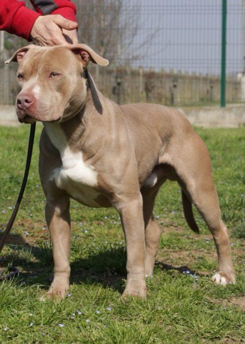 pitbull